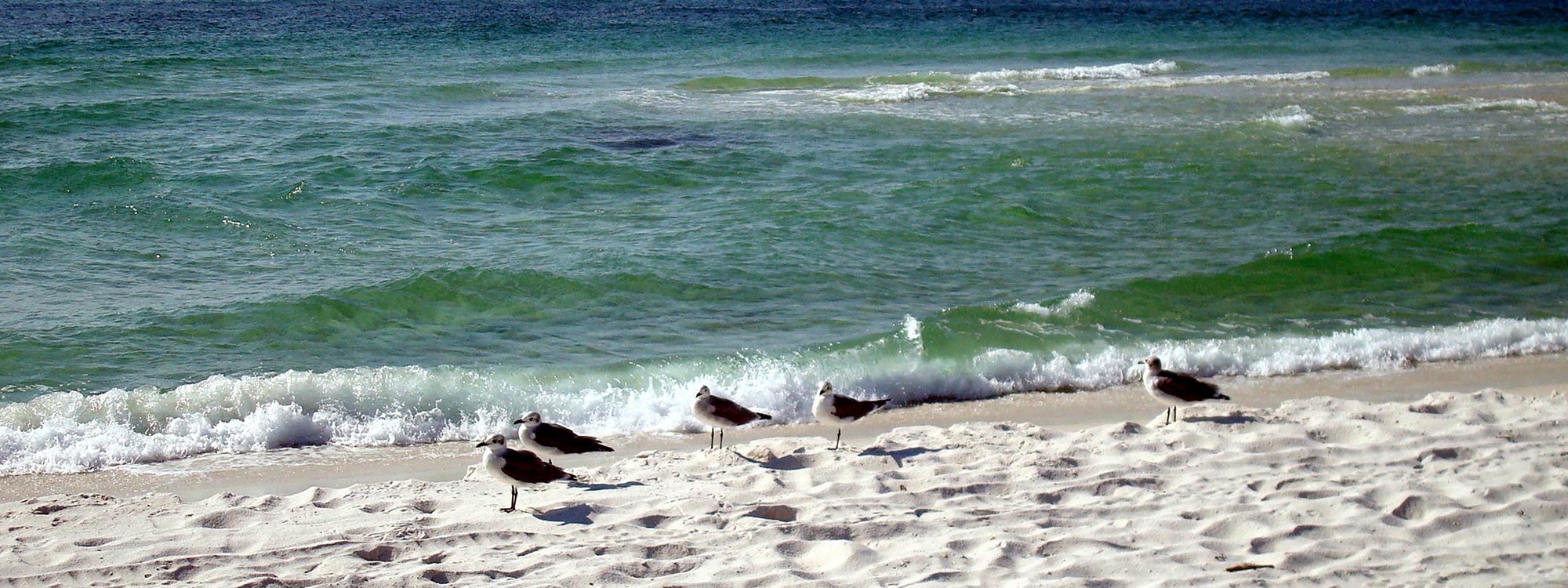 Seagulls on Beach