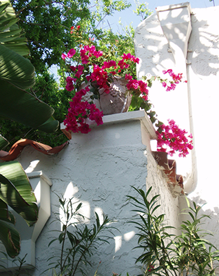 Villa Flowers